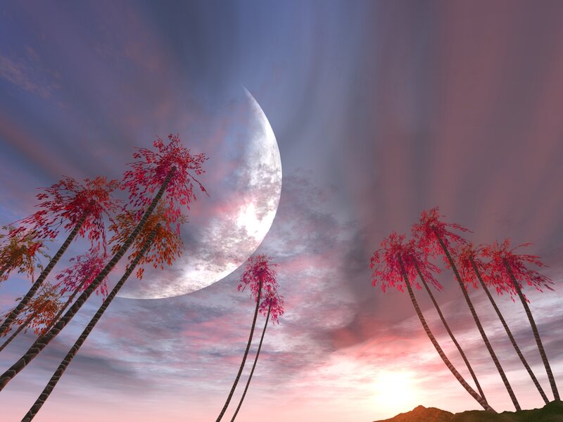 Palm Trees under Moon — Pink