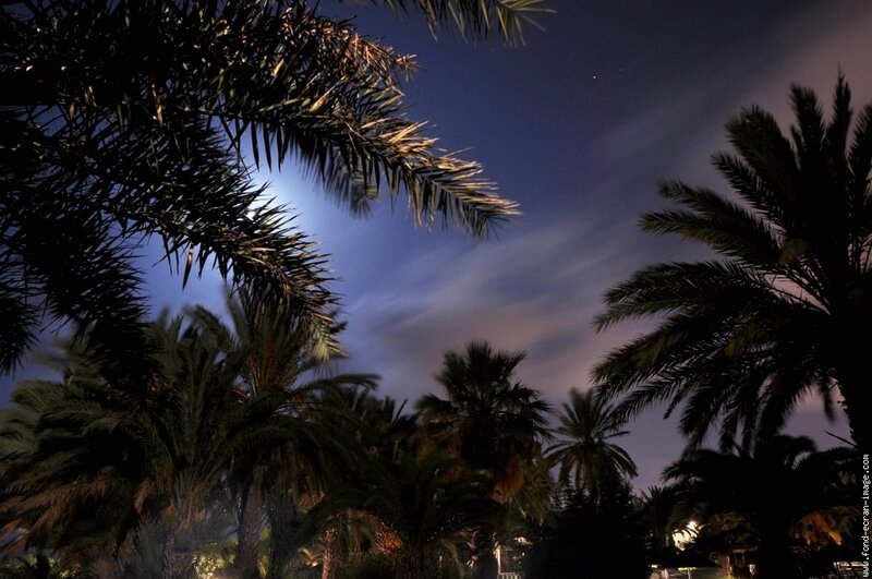 Palm trees under moonlit sky