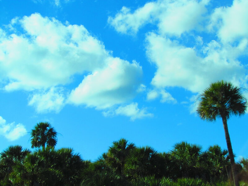 Palm Trees under Sky