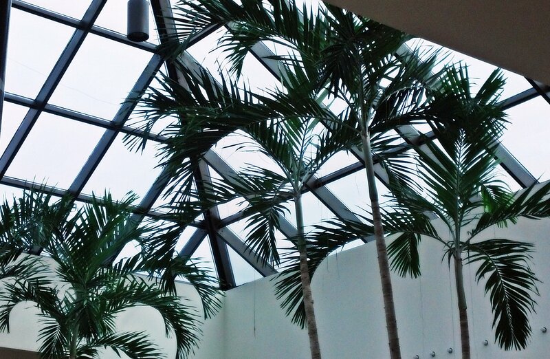 Palm Trees under Skylight