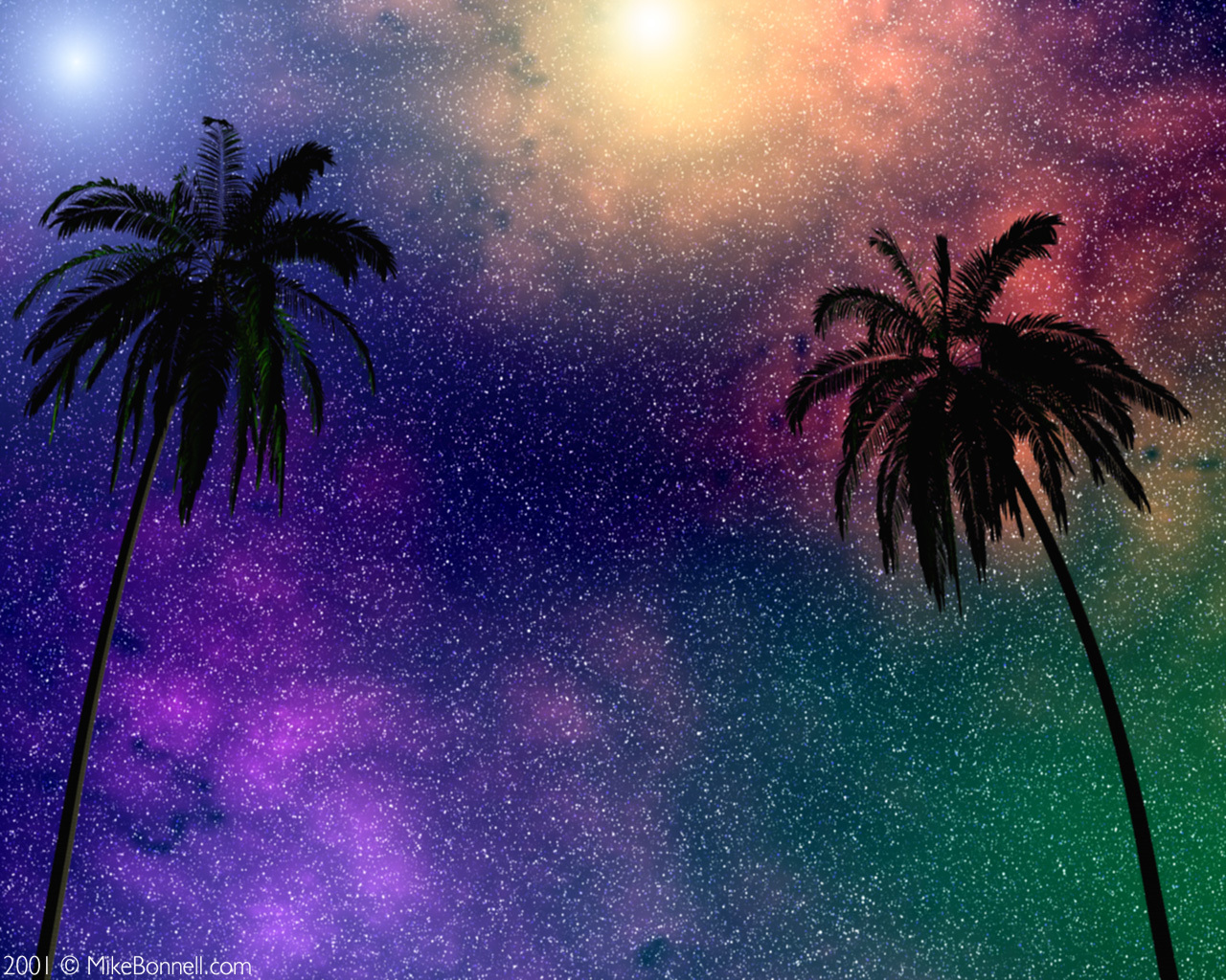 palm trees under starry sky
