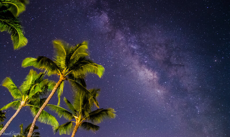 Palm Trees under Stars