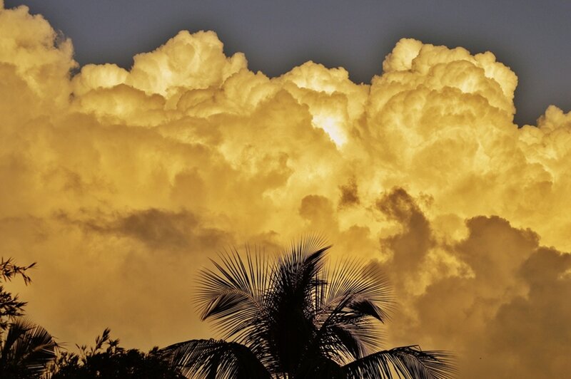 Palm Trees under Storm Clouds
