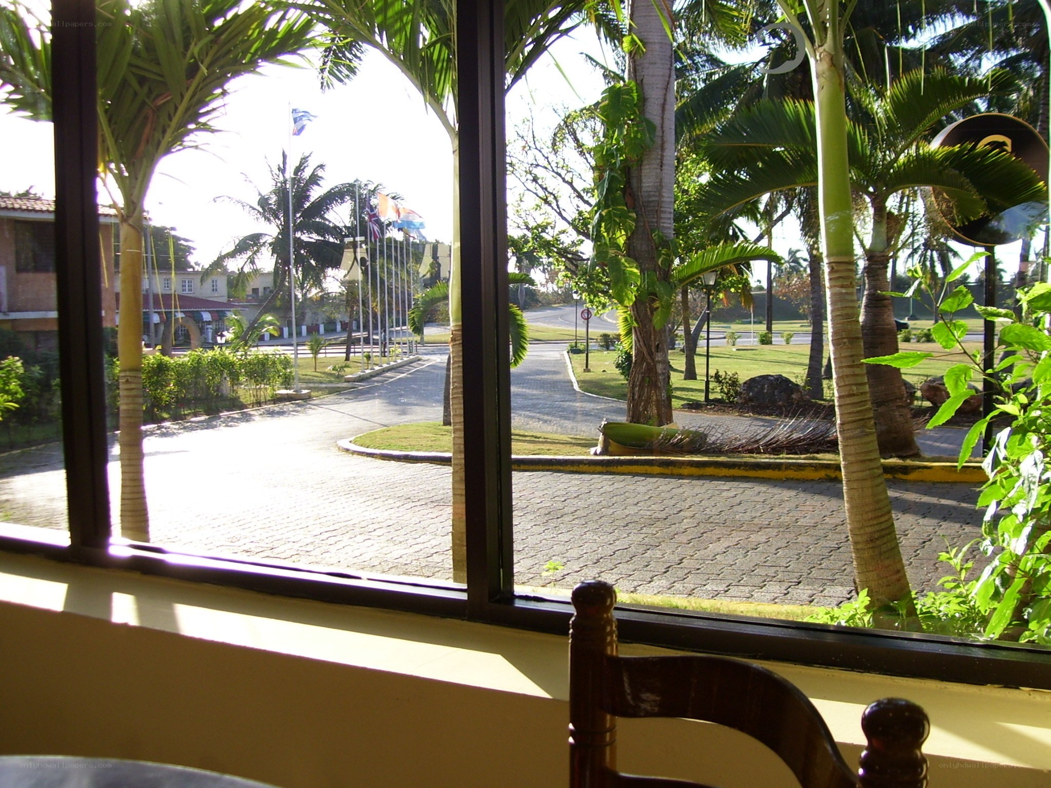 Palm trees view from window