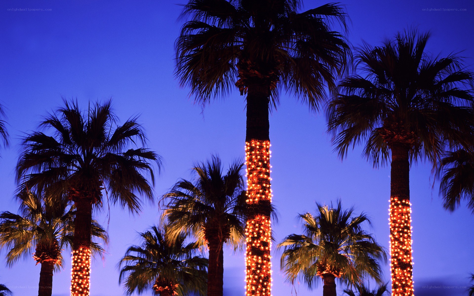 Palm trees with lights at dusk