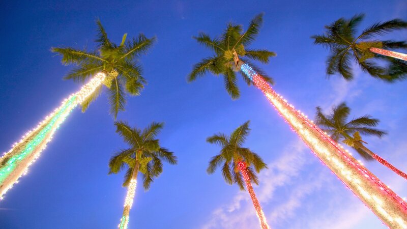 palm trees with lights at night