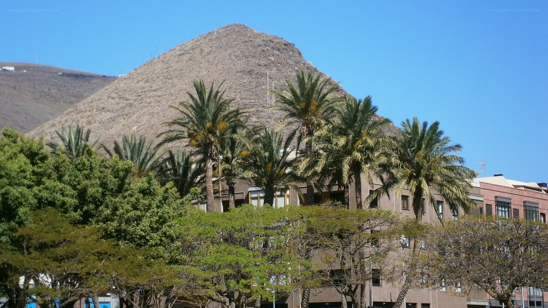 Palm trees with mountain backdrop