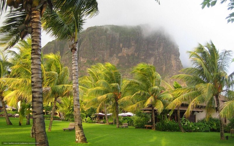 Palm trees with mountain backdrop