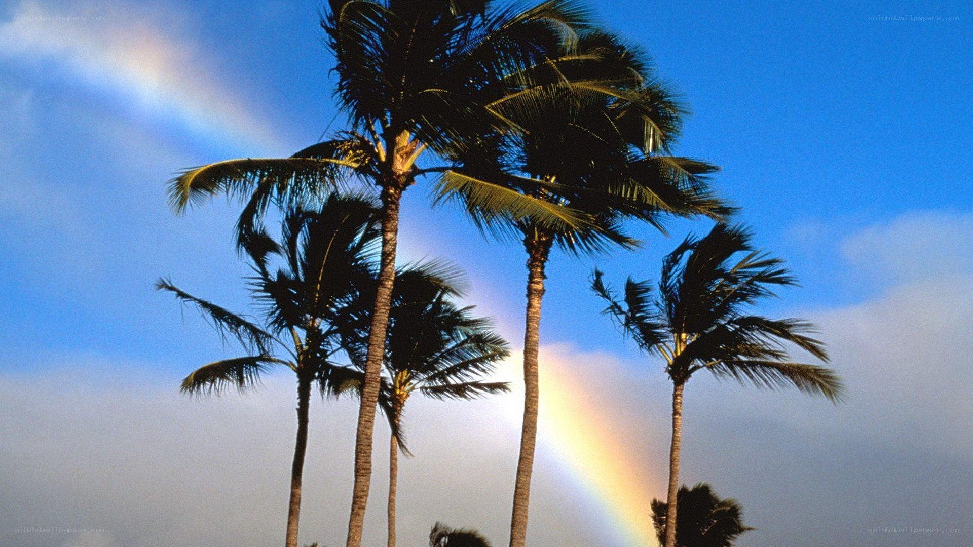 palm trees with rainbow