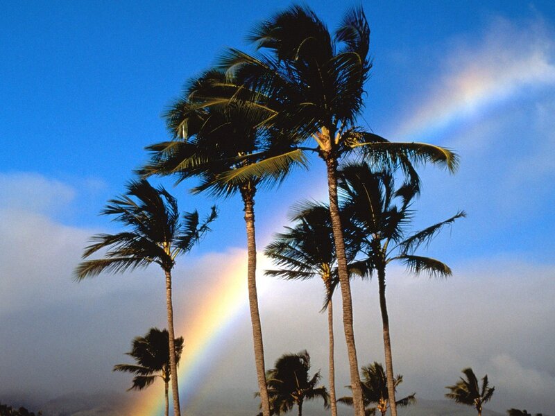 Palm Trees with Rainbow — Blue, Serene, Afternoon, Photograph