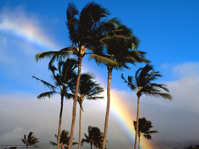 Palm trees with rainbow
