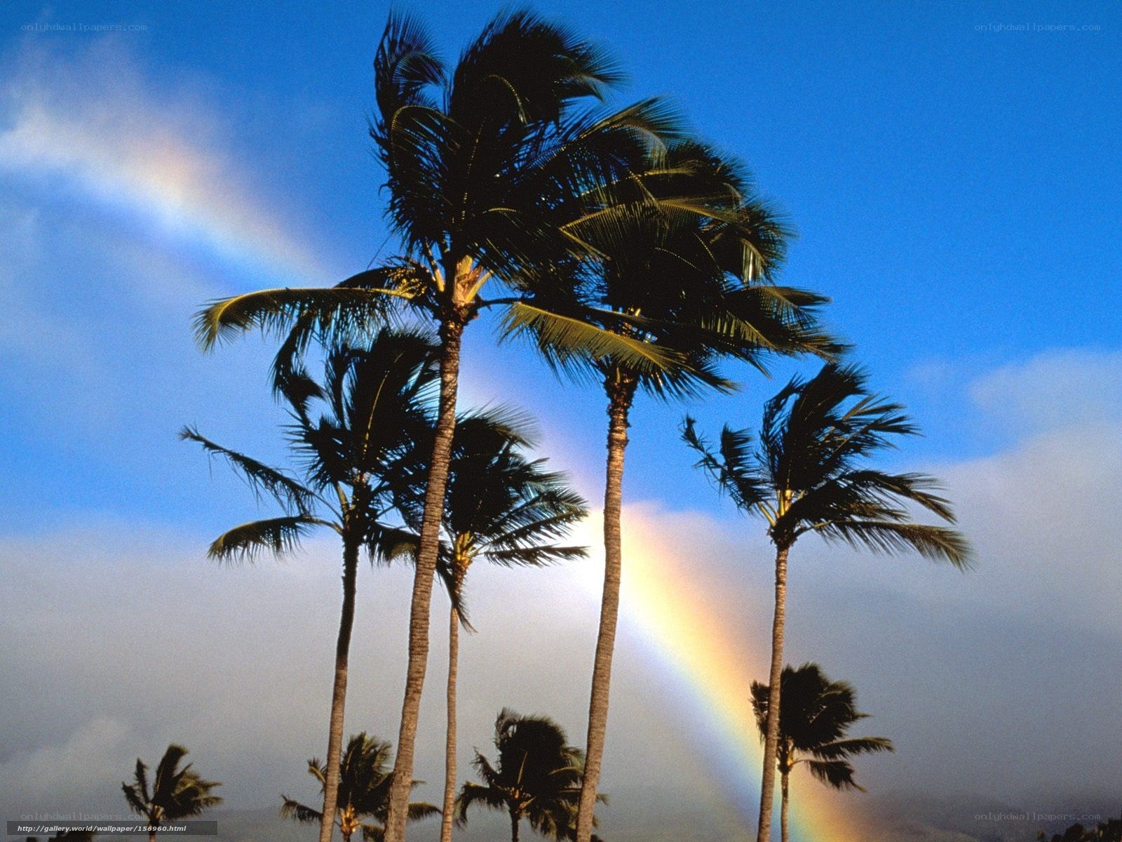 Palm trees with rainbow