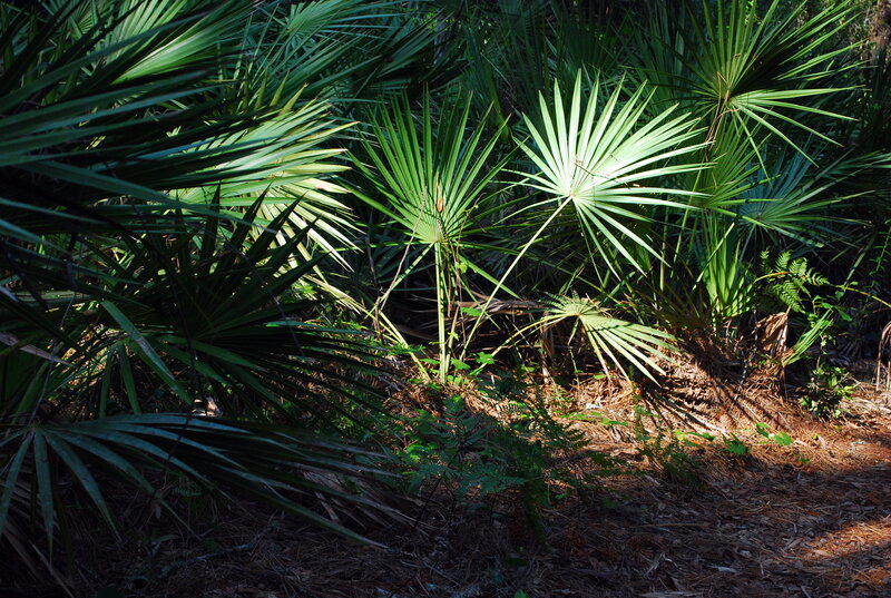 Palmetto Plants in Forest