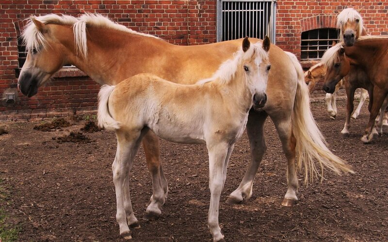 Palomino Foal with Mare