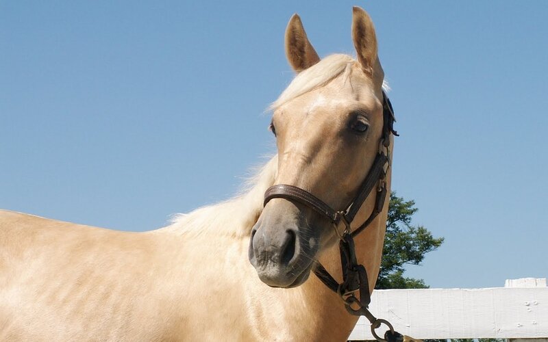 Palomino Horse — Blue