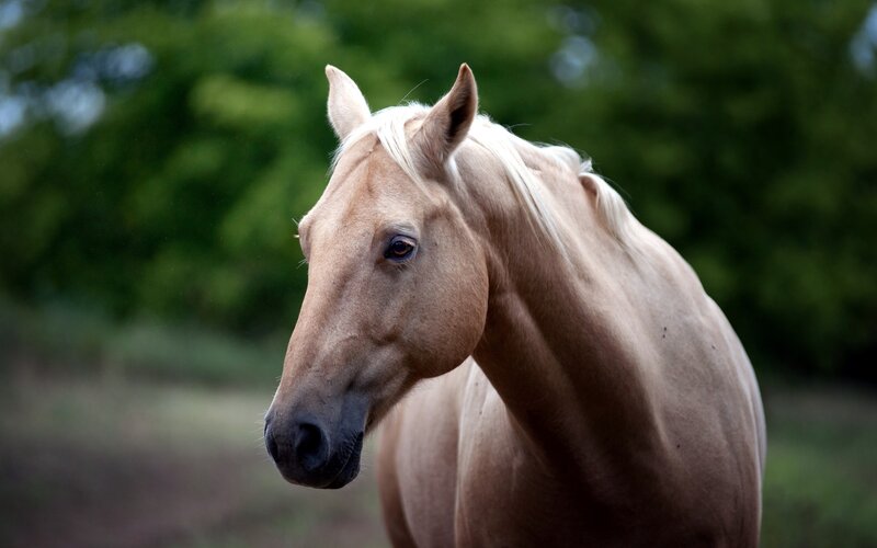 Palomino Horse — Brown, Calm