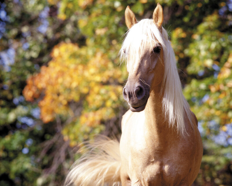 Palomino Horse — Brown