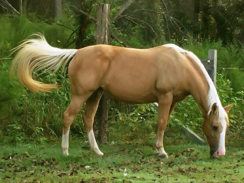 Palomino Horse Grazing — Brown