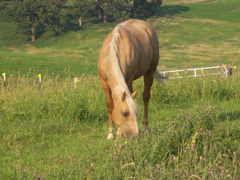 Palomino Horse Grazing — Green