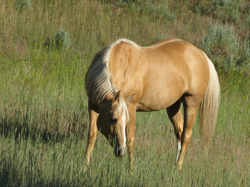 Palomino Horse Grazing — Tan