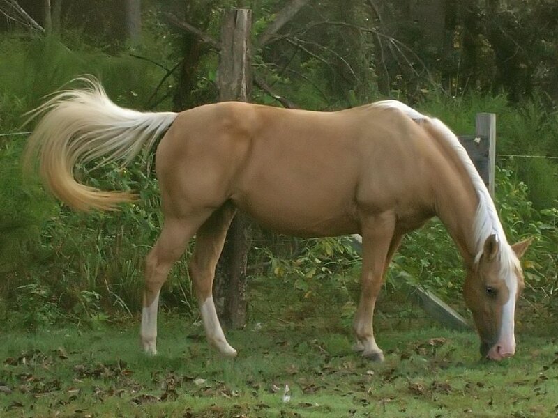 Palomino Horse Grazing