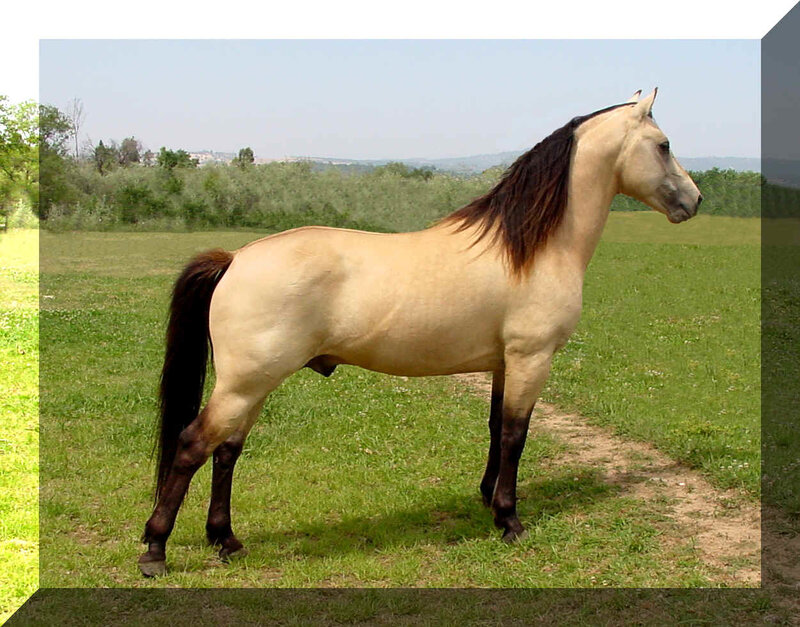 Palomino Horse in Field — Beige