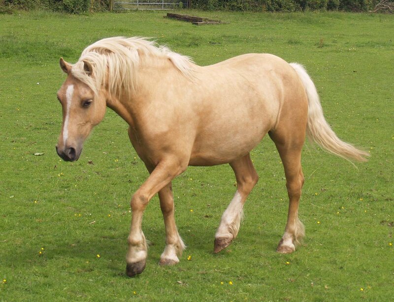 Palomino Horse in Field — Green
