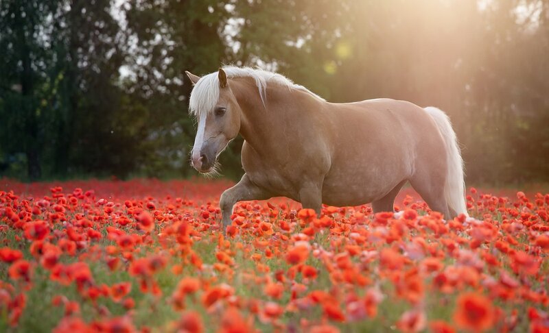 Palomino Horse in Field — Red, Serene, Sunset