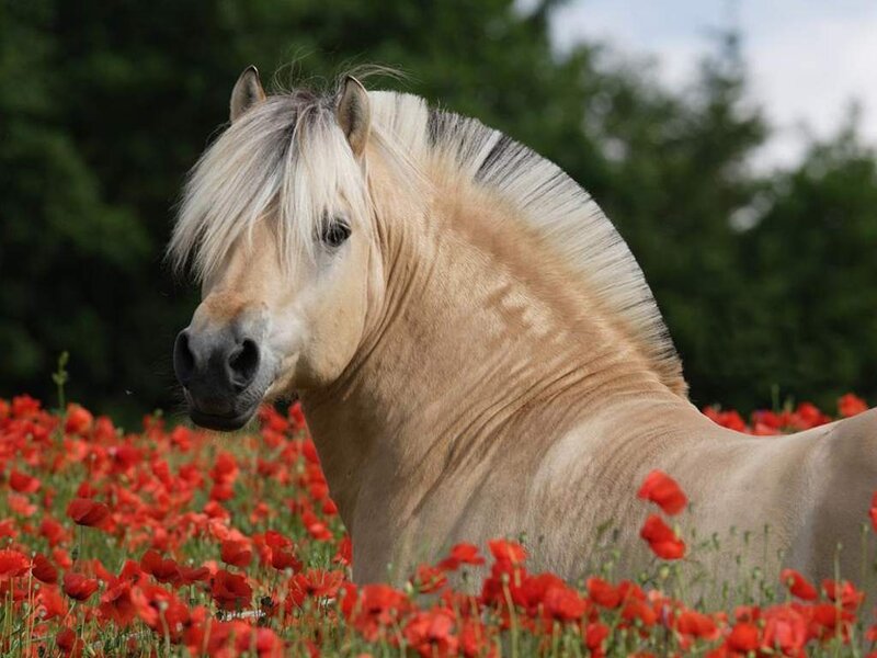 Palomino Horse in Field — Red, Serene