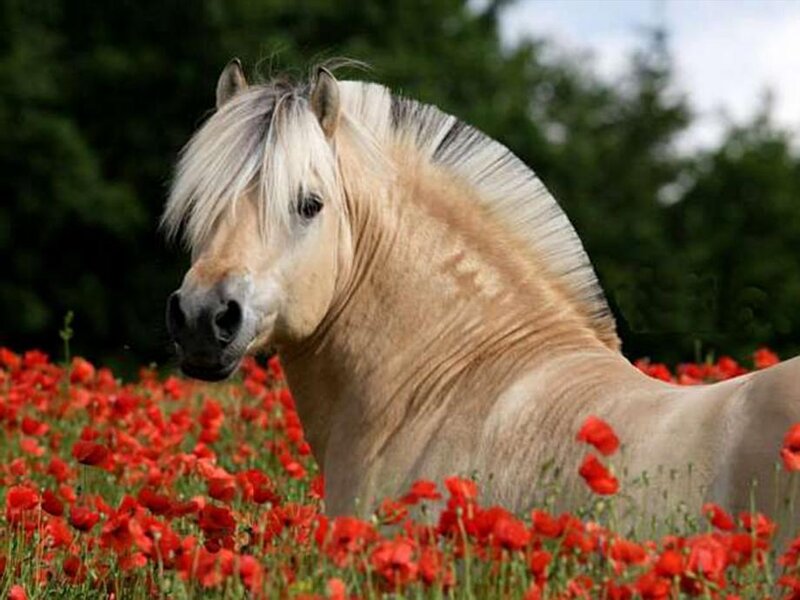 Palomino Horse in Field — Red