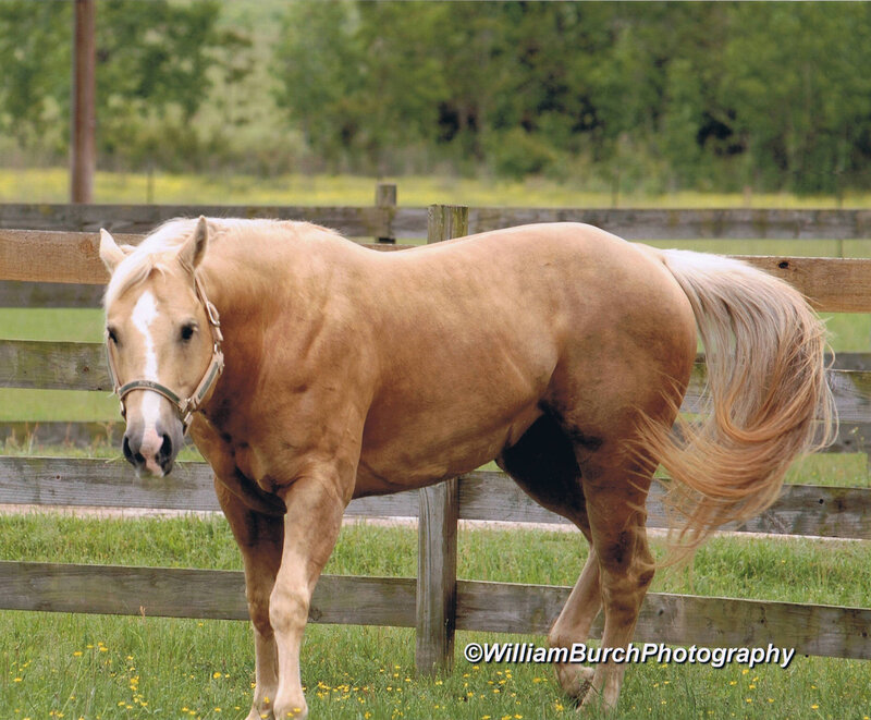 Palomino Horse in Field