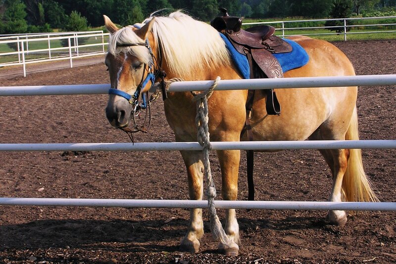 Palomino Horse in Paddock