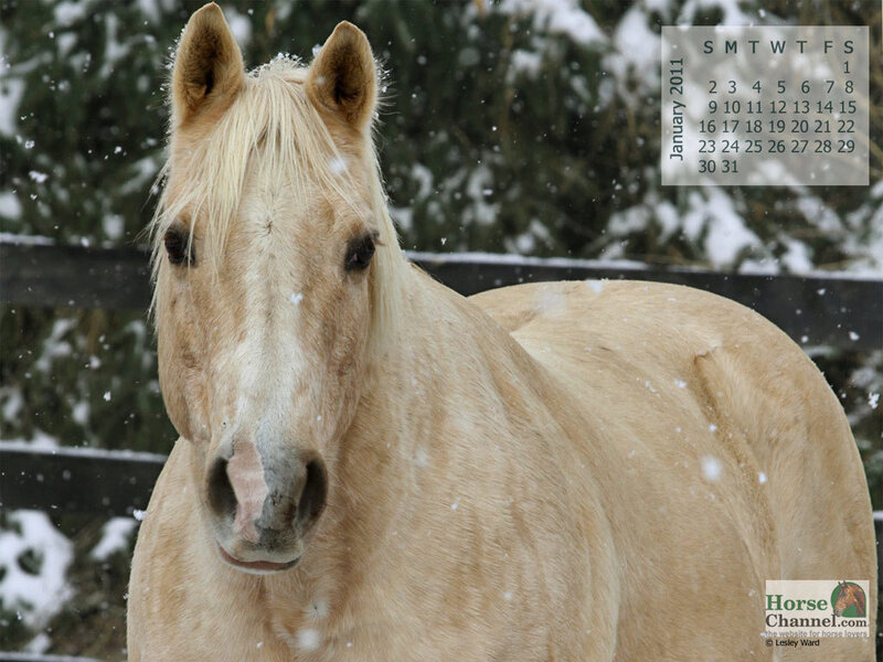Palomino Horse in Snow