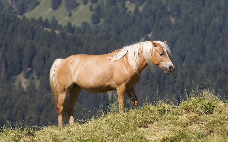 Palomino Horse on Hill — Brown