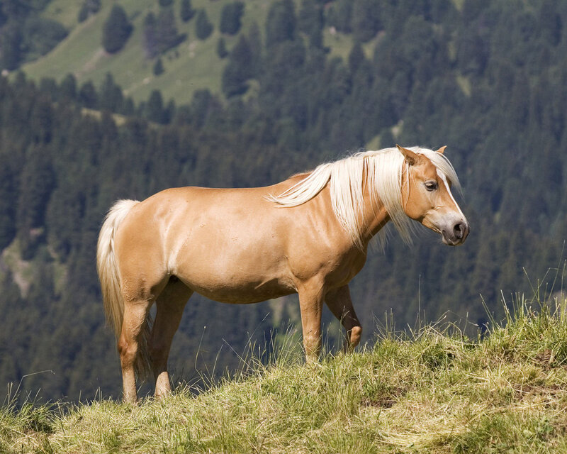 Palomino Horse on Hill
