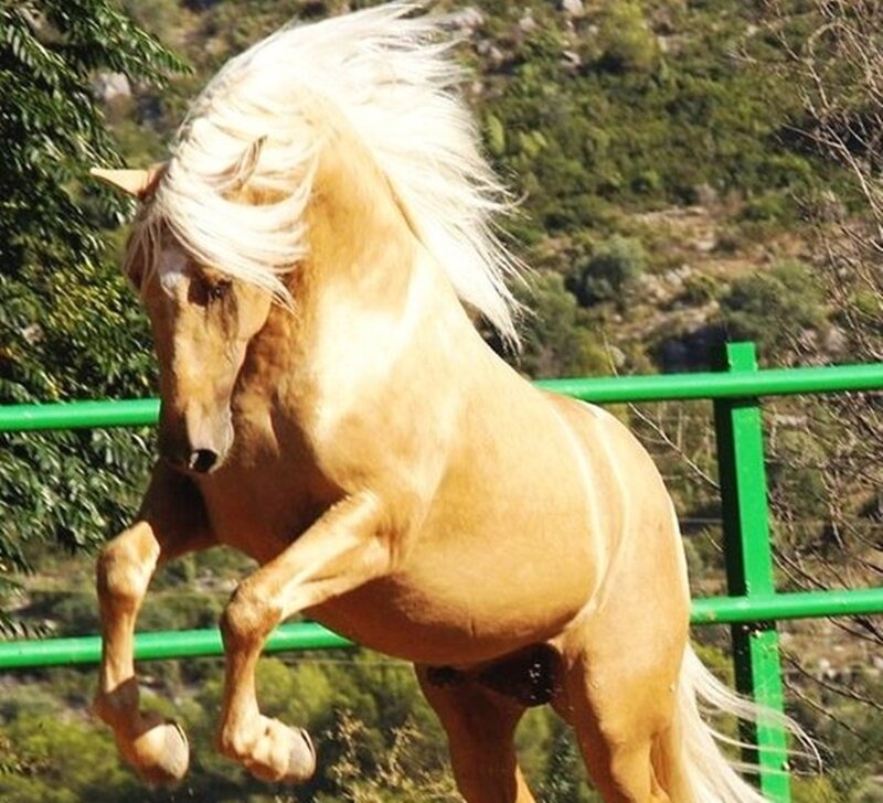 Palomino Horse Rearing