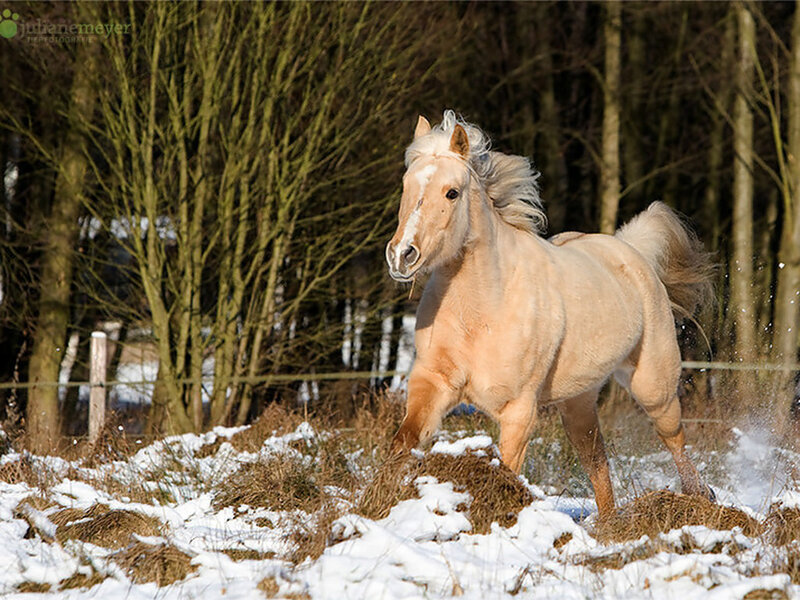 Palomino Horse Running — Beige