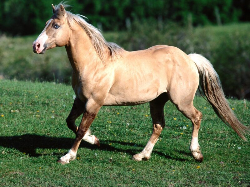 Palomino Horse Running — Brown, Active, Afternoon, Photograph, Grass Field