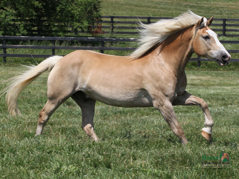 Palomino Horse Running — Brown, Active, Afternoon