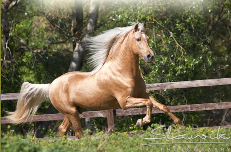 Palomino Horse Running — Brown, Dynamic, Afternoon