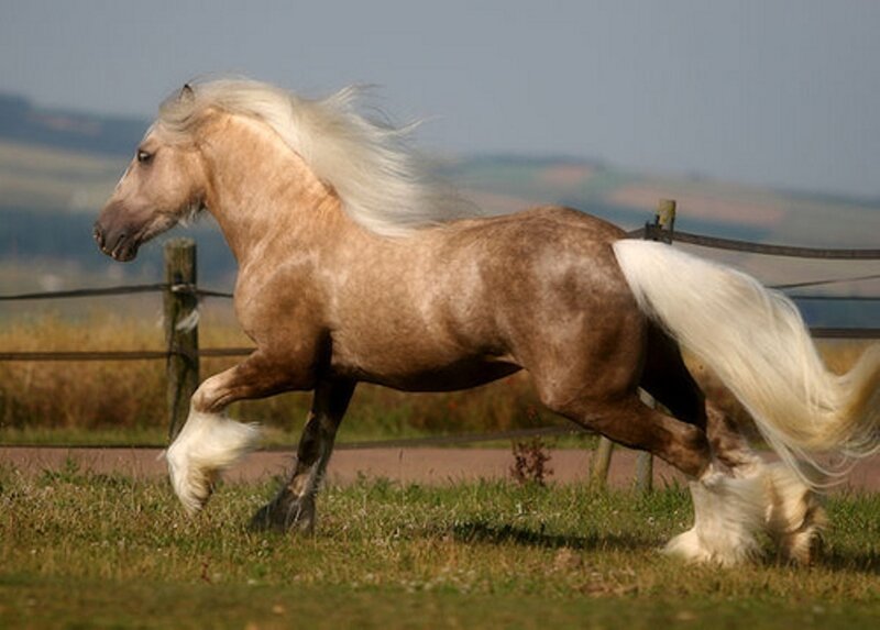 Palomino Horse Running — Brown, Dynamic