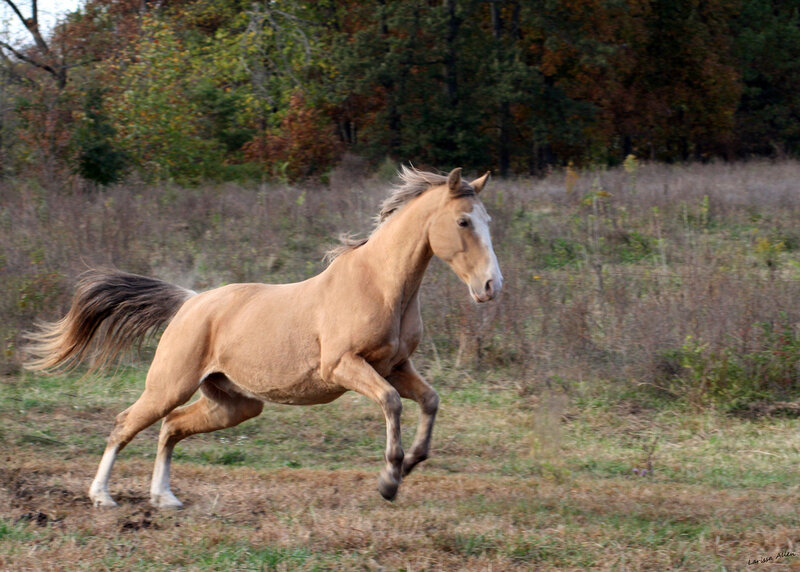 Palomino Horse Running — Brown
