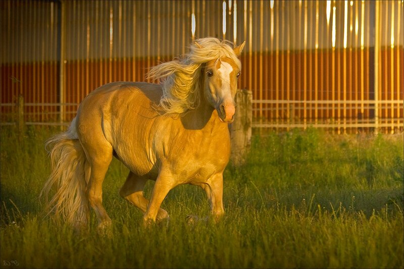 Palomino Horse Running — Gold, Dynamic