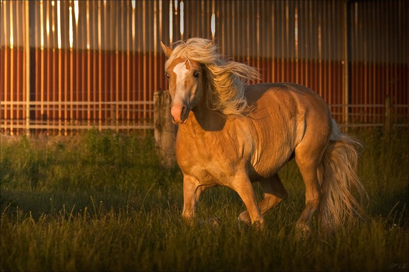 Palomino Horse Running — Gold