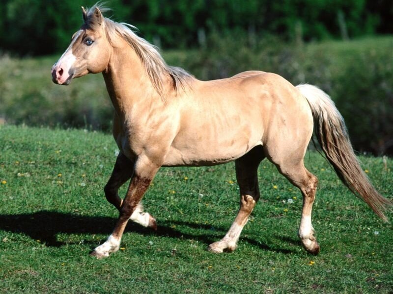 Palomino Horse Running — Tan, Active, Afternoon, Photograph, Grass Field
