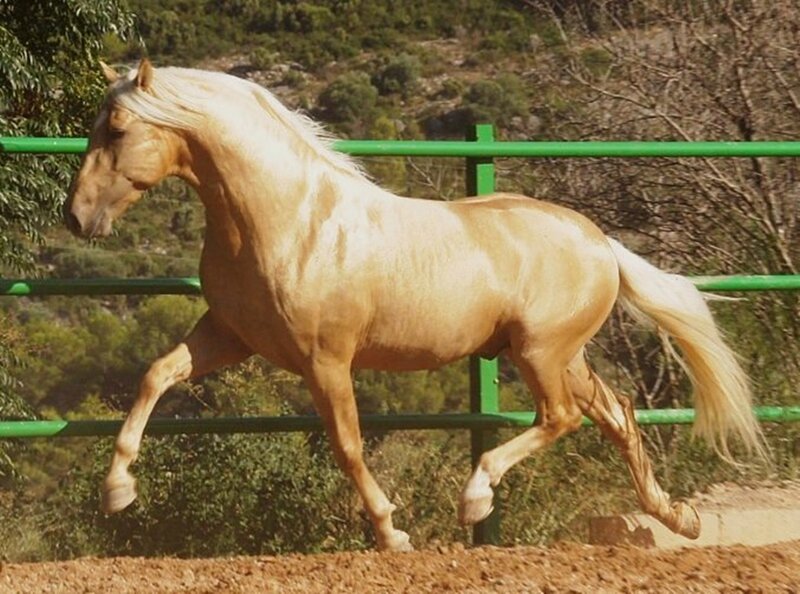 Palomino Horse Running — Tan, Active, Afternoon