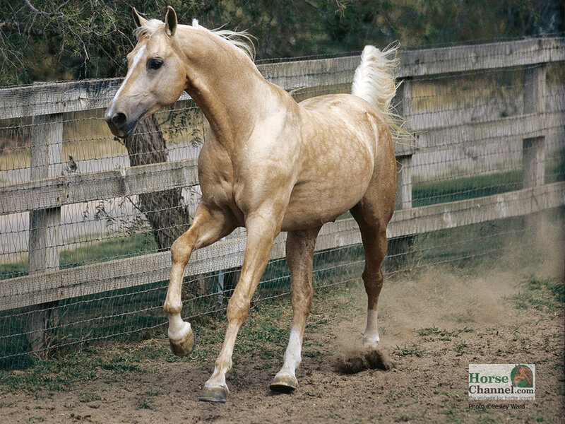 Palomino Horse Running — Tan, Active