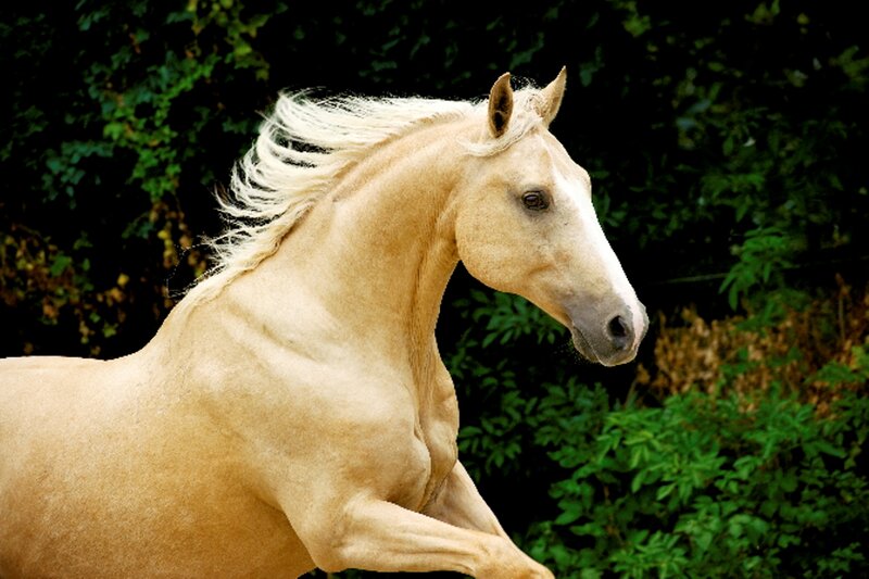Palomino Horse Running — Tan, Dynamic, Afternoon, Photograph, Trees