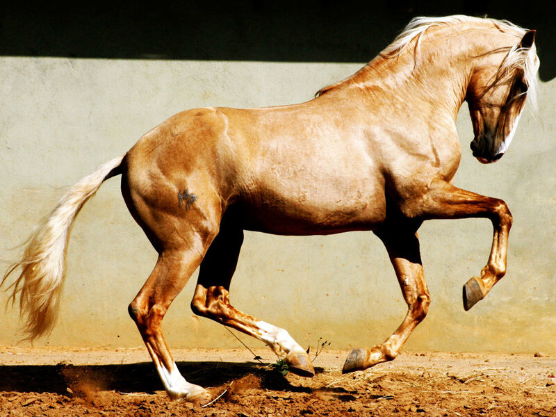 Palomino Horse Running — Tan, Dynamic, Afternoon