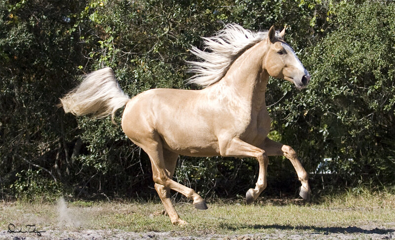 Palomino Horse Running — Tan